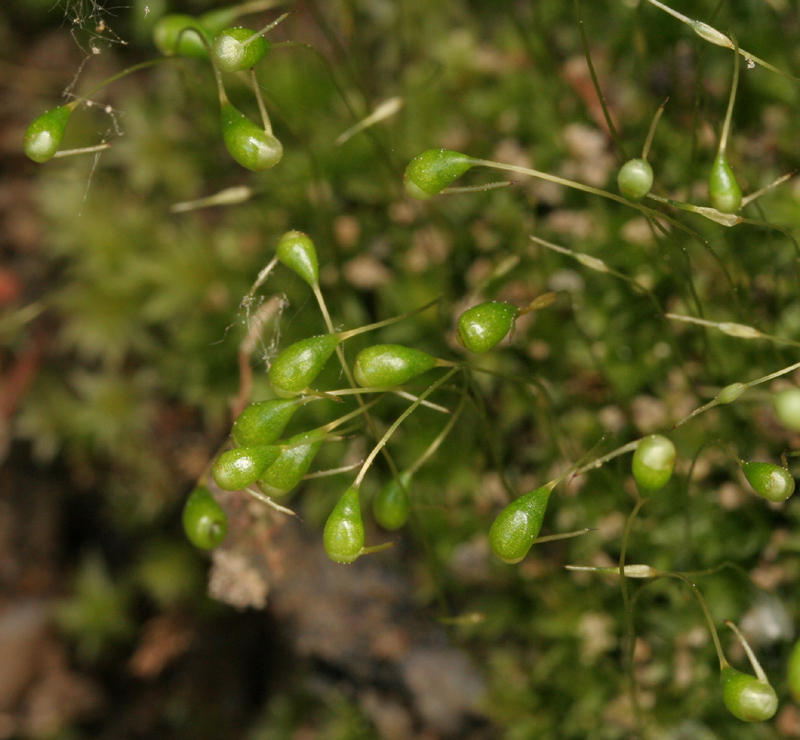 Funaria hygrometrica